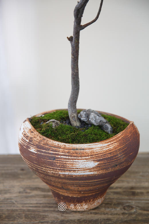 海岛栀子花 商品图1