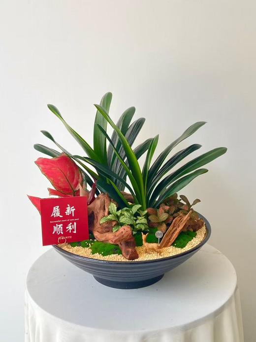 君子兰/ALBB468 商品图0