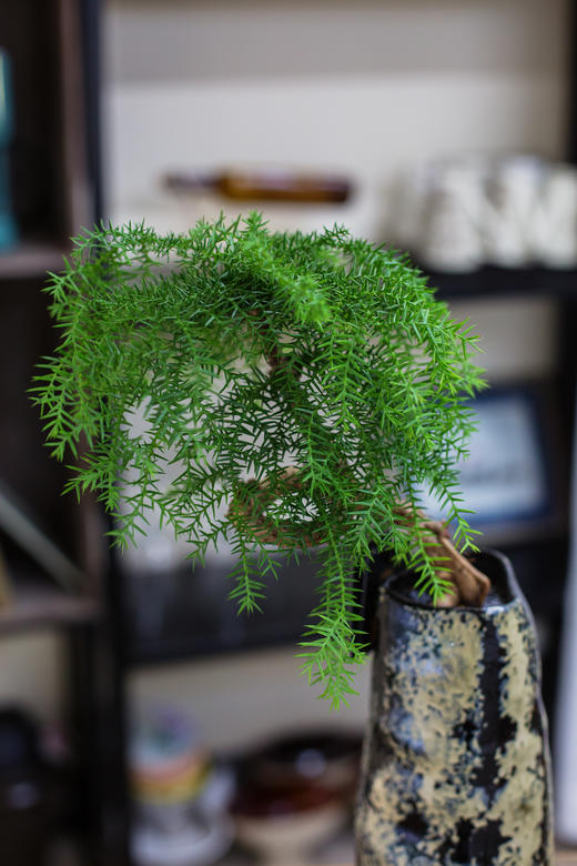 造型澳洲松 商品图1