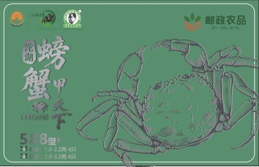 老渔夫沱湖螃蟹蟹卡588型 母1.8-2.2两/4只+公2.8-3.2两/4只【BH】【LYF】 商品图0