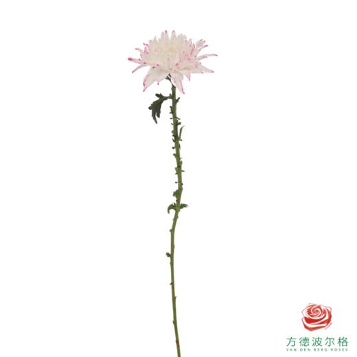 VDB吸色小菊-浅粉 5枝一扎 商品图3