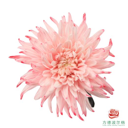 VDB吸色小菊-西瓜红 5枝一扎 商品图1