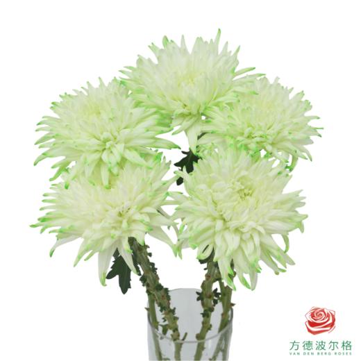 VDB吸色小菊-抹茶绿 5枝一扎 商品图0