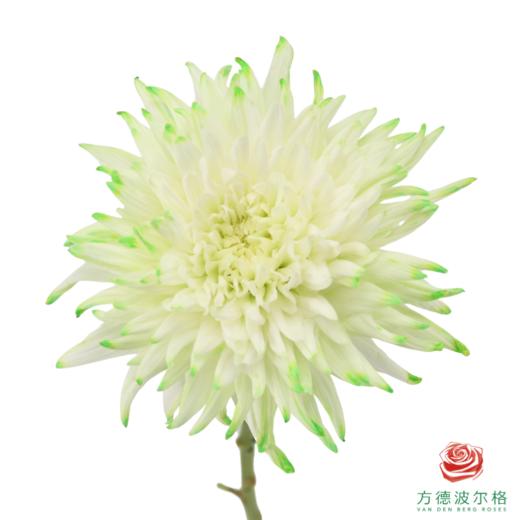 VDB吸色小菊-抹茶绿 5枝一扎 商品图1
