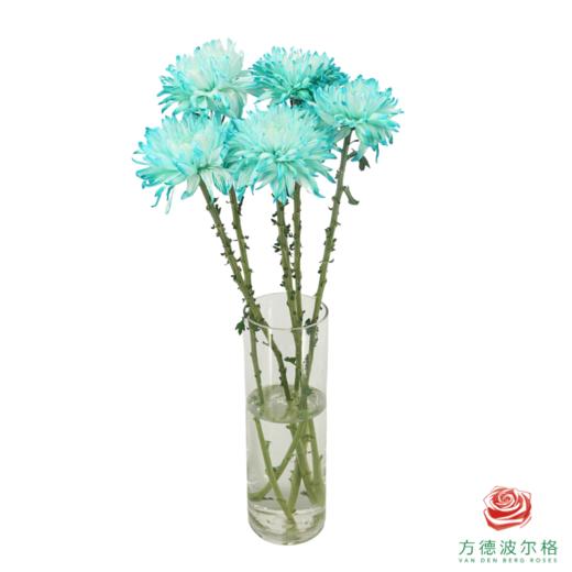 VDB吸色小菊-蒂芙尼蓝 5枝一扎 商品图5