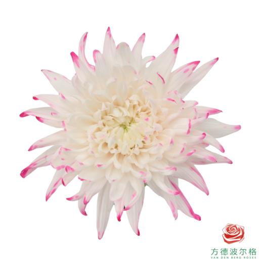 VDB吸色小菊-浅粉 5枝一扎 商品图1