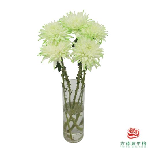 VDB吸色小菊-抹茶绿 5枝一扎 商品图2