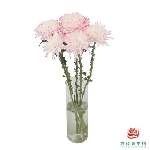 VDB吸色小菊-浅粉 5枝一扎 商品图2