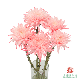 VDB吸色小菊-西瓜红 5枝一扎