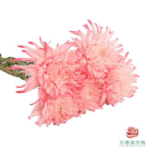 VDB吸色小菊-西瓜红 5枝一扎 商品图3