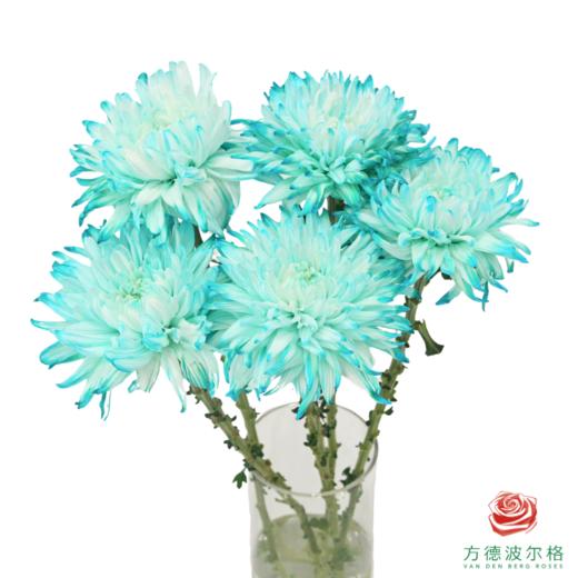 VDB吸色小菊-蒂芙尼蓝 5枝一扎 商品图0