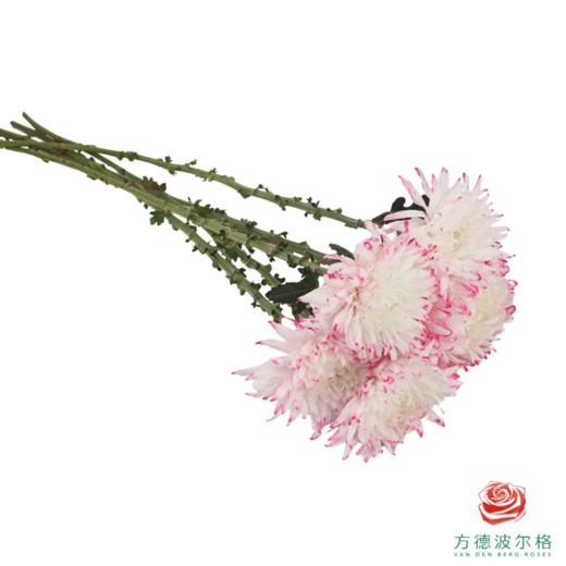 VDB吸色小菊-浅粉 5枝一扎 商品图4