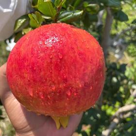 会理·软籽石榴 ZY 补单不发货