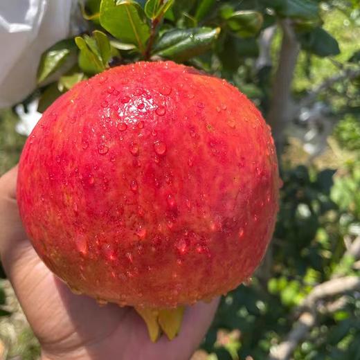 会理·软籽石榴 ZY 补单不发货 商品图0