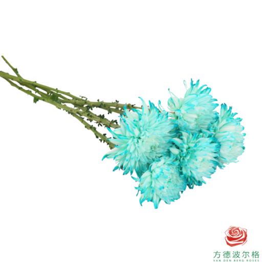 VDB吸色小菊-蒂芙尼蓝 5枝一扎 商品图2