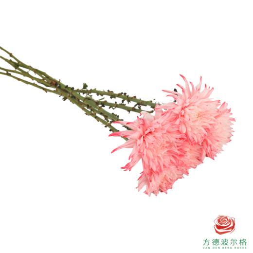 VDB吸色小菊-西瓜红 5枝一扎 商品图2