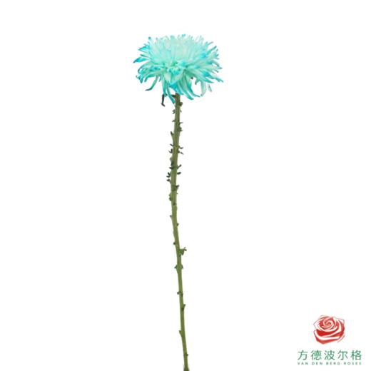 VDB吸色小菊-蒂芙尼蓝 5枝一扎 商品图4