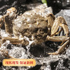 一价到底【咏礼记大闸蟹】阳澄美味，蟹中珍品，膏香盈溢，金脂香软！下单即送法国原装红酒卡一张！ 商品缩略图5