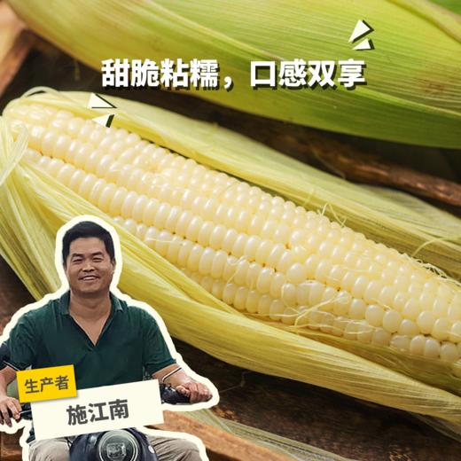生态浙江甜糯玉米 | 合作生产*Ecological white glutinous corn| Partner Production 商品图0