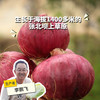 生态洋葱（河北） | 合作生产* Eco- onion | Coproduction 商品缩略图0
