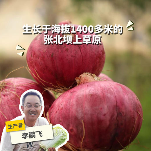 生态洋葱（河北） | 合作生产* Eco- onion | Coproduction 商品图0