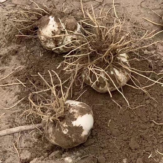 兰州鲜百合 新鲜采挖 脆甜爽口  兰州西果园百合   顺丰包邮 商品图5