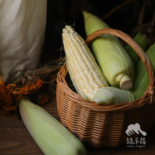 生态浙江甜糯玉米 | 合作生产*Ecological white glutinous corn| Partner Production 商品图3