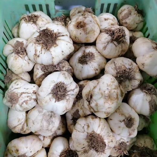 兰州鲜百合 新鲜采挖 脆甜爽口  兰州西果园百合   顺丰包邮 商品图3