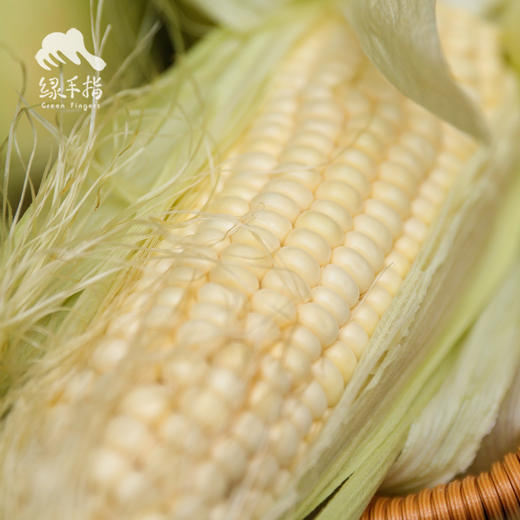 生态浙江甜糯玉米 | 合作生产*Ecological white glutinous corn| Partner Production 商品图2