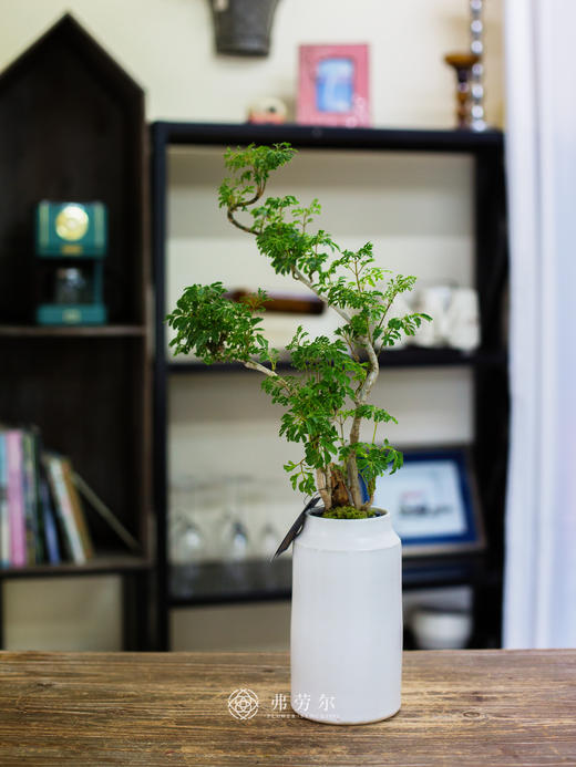 芹叶福禄桐 商品图0