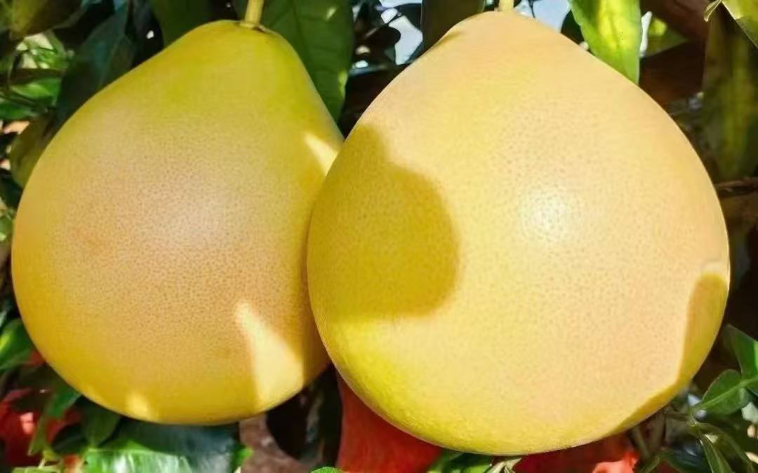 【仅供兑换 单拍不发 仅发江浙沪 禁止改地址】冬枣+平和蜜柚三红柚（冬枣果期已过，换苹果发货）