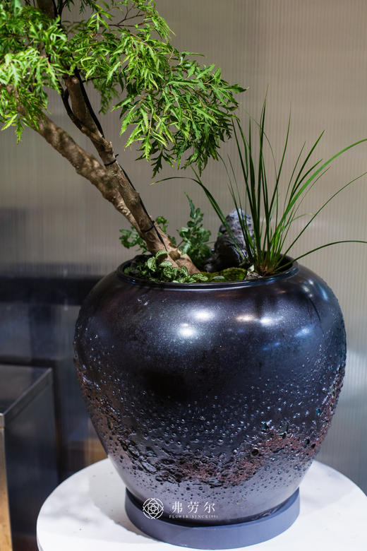 老桩造型羽叶福禄桐 商品图1