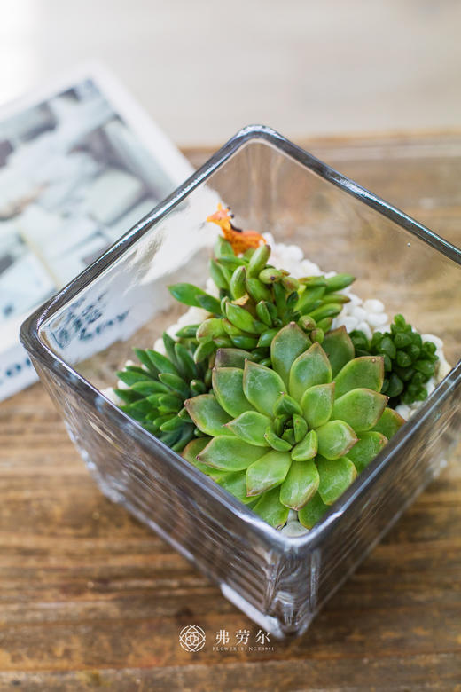 多肉盆栽 商品图1