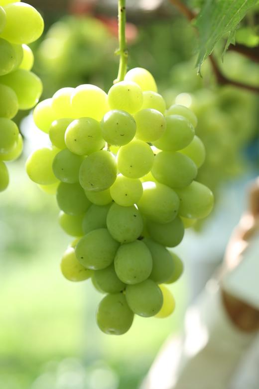 龙山晴王葡萄 金龙珠 3斤礼盒装 商品图0