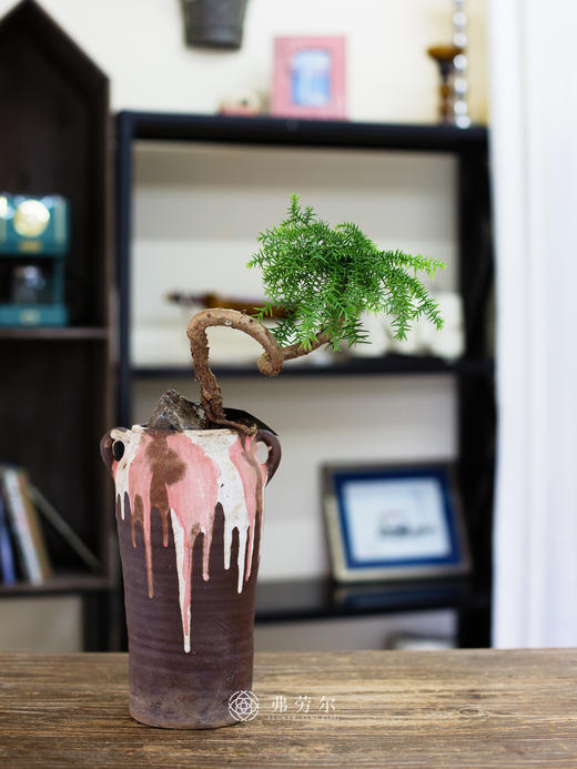 造型澳洲松 商品图0