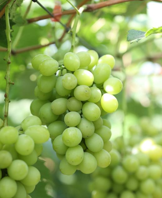 龙山晴王葡萄 金龙珠 3斤礼盒装 商品图2