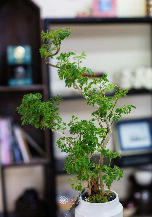 芹叶福禄桐 商品图1