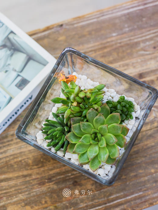 多肉盆栽 商品图2