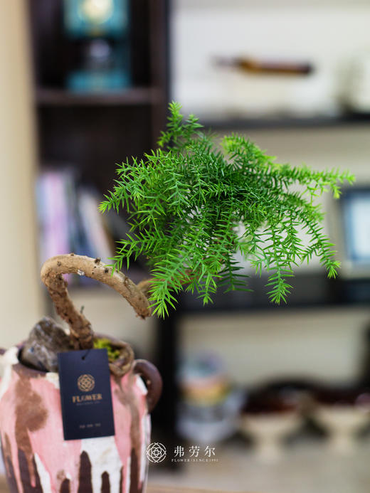 造型澳洲松 商品图1