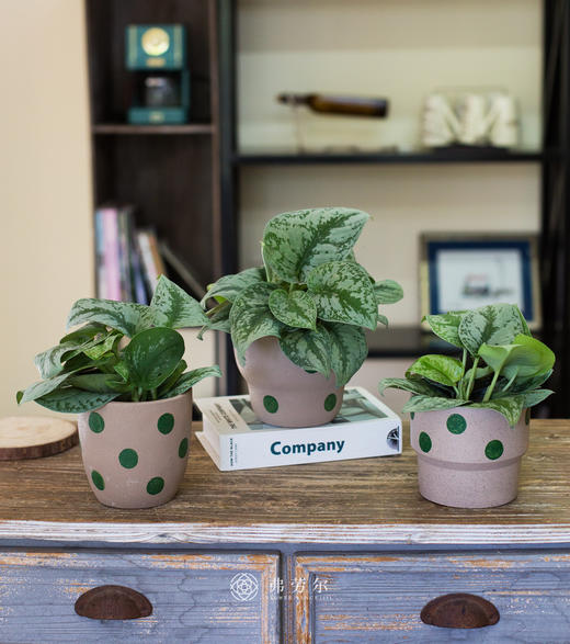 圆点盆银斑葛 商品图0