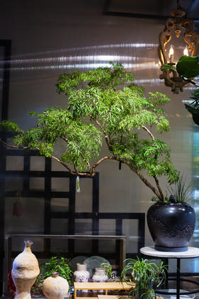 老桩造型羽叶福禄桐