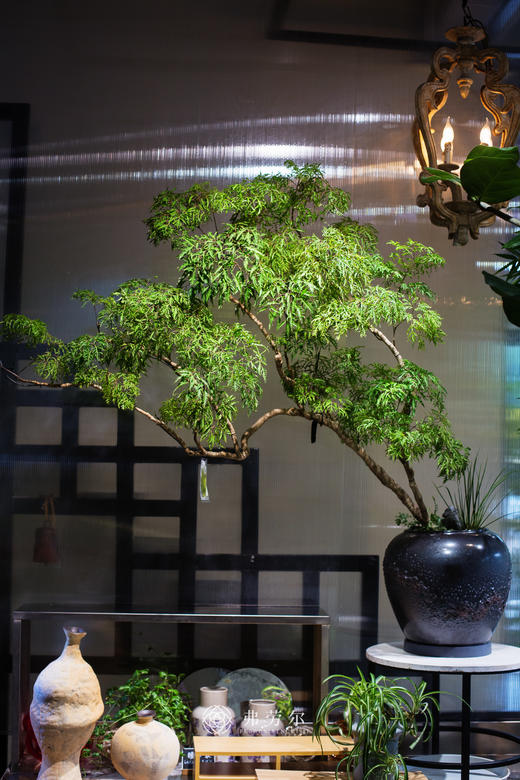 老桩造型羽叶福禄桐 商品图0