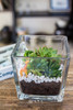 多肉盆栽 商品缩略图0