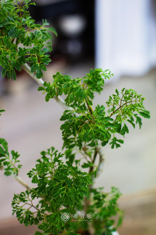 芹叶福禄桐 商品图2
