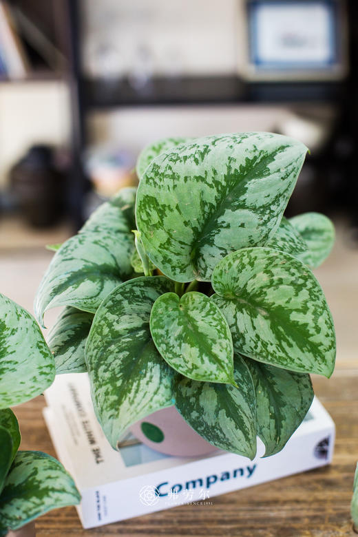 圆点盆银斑葛 商品图2