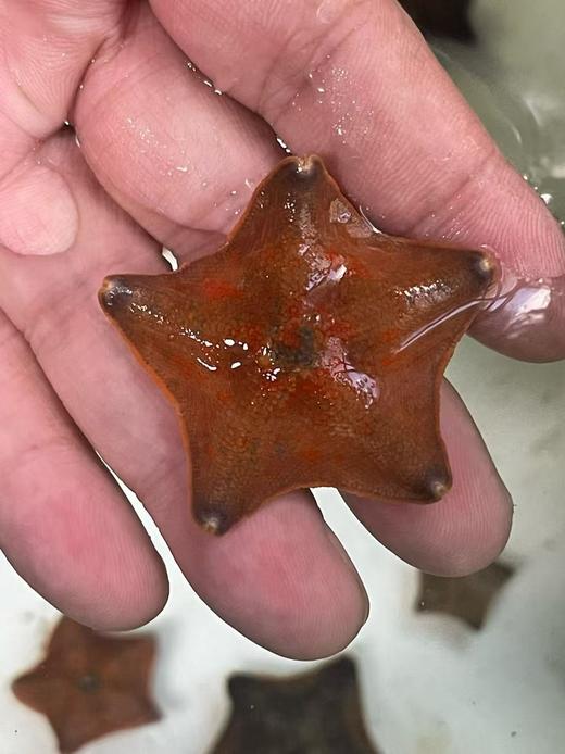 海燕海星 商品图2