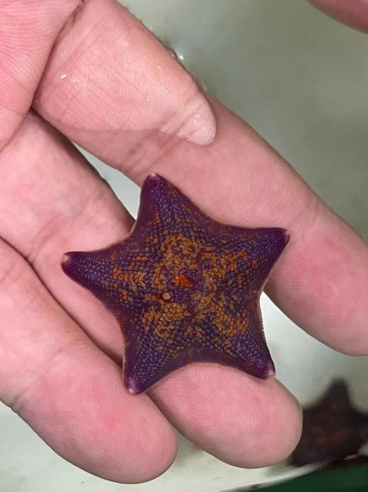 海燕海星 商品图0