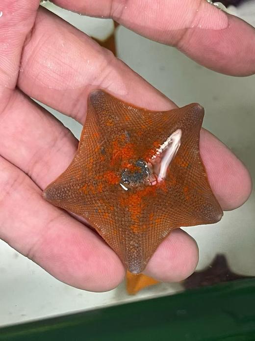 海燕海星 商品图1