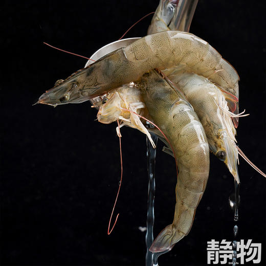 有机带头生虾400g｜山东滨州 商品图3