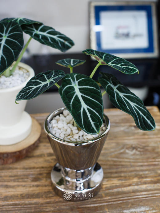 黑天鹅盆栽 商品图2